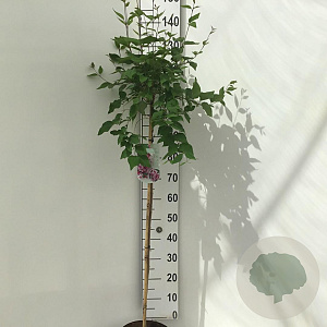 Syringa microphylla 'Superba' 90 cm stam 7,5L