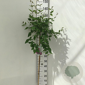 Syringa microphylla 'Superba' 90 cm stam 7,5L