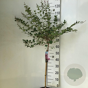 Syringa 'Pink Perfume' 60 cm stam 5,0L