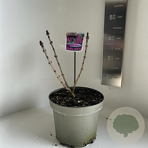 Syringa v. 'And. an Ludwig Späth' 30-40 cm 5,0L