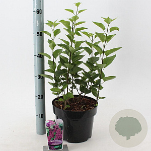 Syringa v. 'And. an Ludwig Späth' 40-50 cm 5,0L