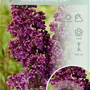 Syringa v. 'And. an Ludwig Späth' 60-80 cm 7,5L