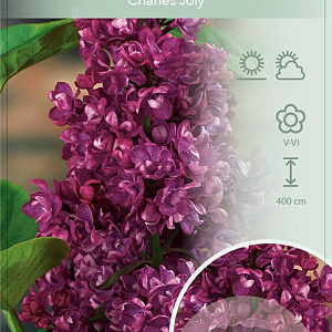 Syringa v. 'Charles Joly' 60-80 cm 7,5L