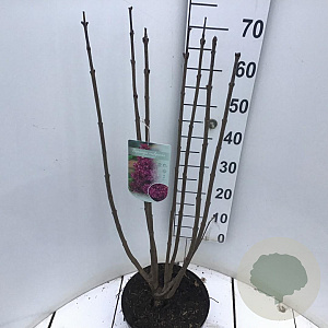 Syringa v. 'Charles Joly' 60-80 cm 7,5L