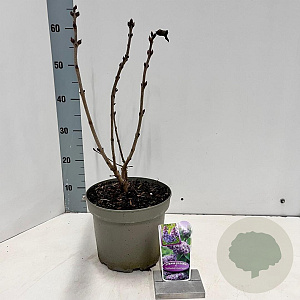 Syringa v. 'Katherine Havemeyer' 40-50 cm 5,0L