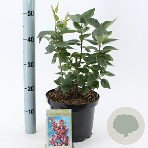 Syringa v. 'Katherine Havemeyer' 40-50 cm 5,0L