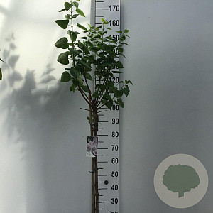 Syringa v. 'Lila Wonder' 90 cm stam 10L