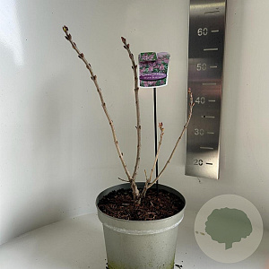 Syringa v. 'Michel Buchner' 40-50 cm 5,0L