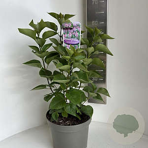 Syringa v. 'Michel Buchner' 40-50 cm 5,0L