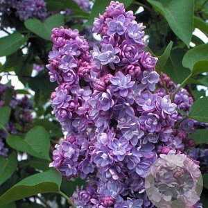 Syringa v. 'Michel Buchner' 60-80 cm 7,5L