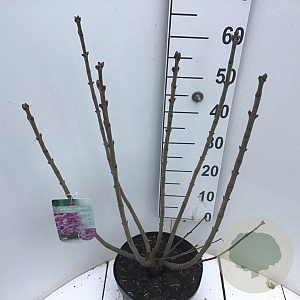 Syringa v. 'Michel Buchner' 60-80 cm 7,5L