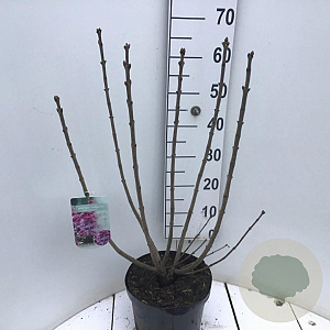 Syringa v. 'Michel Buchner' 60-80 cm 7,5L