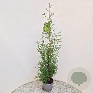 Thuja occ. 'Brabant' 100-125 cm 3,0L