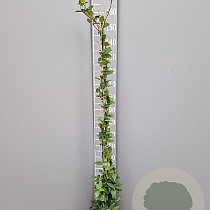 Trachelospermum jasminoides 125-150 cm 3,0L