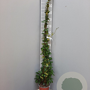 Trachelospermum jasminoides 125-150 cm 3,0L