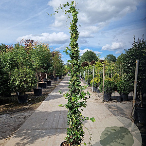 Trachelospermum jasminoides 250-300 cm 18L