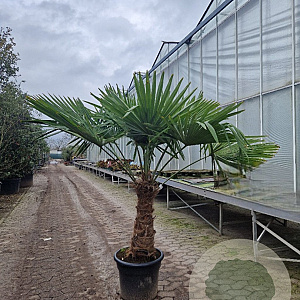 Trachycarpus fortunei 70 cm stam container