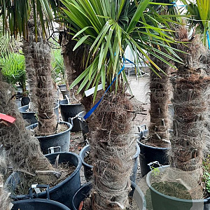 Trachycarpus fortunei 90 cm stam container