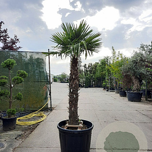 Trachycarpus fortunei 140 cm stam container