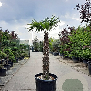 Trachycarpus fortunei 150 cm stam container