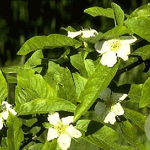 Mespilus germanica hoogstam 20L