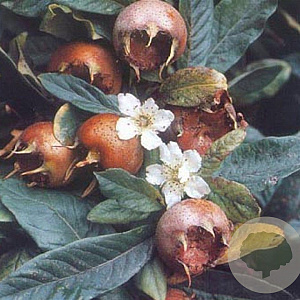 Mespilus germanica hoogstam 20L