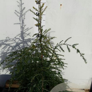 Tsuga canadensis 50-60 cm 7,5L