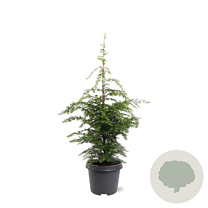 Tsuga canadensis 60-80 cm 5,0L