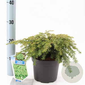 Tsuga can. 'Jeddeloh' 20-25 cm 3,0L
