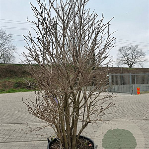 Viburnum opulus 250-300 cm container solitair