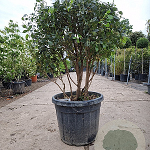 Viburnum tin. 'Eve Price' 80-100 cm 50L Parasol