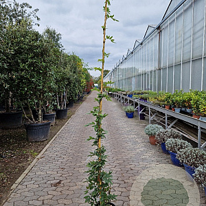 Wisteria brach. 'Okayama' 200-250 cm 10L