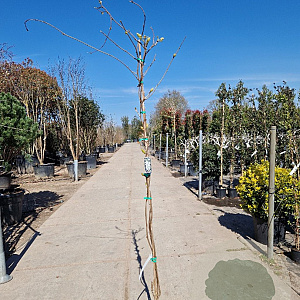 Wisteria brach. 'Shiro Kapitan' 175-200 cm 10L