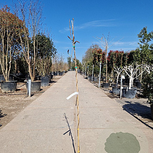 Wisteria floribunda 150-175 cm 3,0L