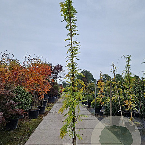 Wisteria floribunda 350-400 cm 25L