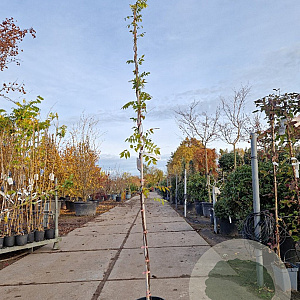 Wisteria flor. 'Honbeni' 250-300 cm 7,5L