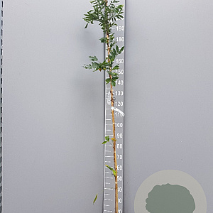 Wisteria flor. 'Lawrence' 175-200 cm 3,0L