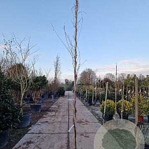 Wisteria flor. 'Shiro-noda' 350-400 cm 25L