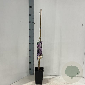 Wisteria formosa 60 cm C1.5 met stok