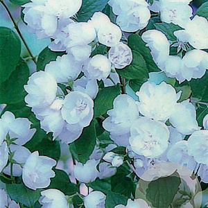 Philadelphus 'Virginal' 60-80 cm container