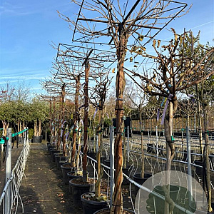 Wisteria sinensis hoogstam container 190STAM dakvorm