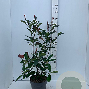 Photinia fraseri 'Camilvy' 60-80 cm 7,5L