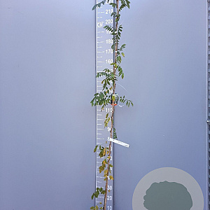 Wisteria sinensis 'Alba' 175-200 cm 3,0L