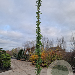 Wisteria sinensis 'Prolific' 550-600 cm cont. 70L