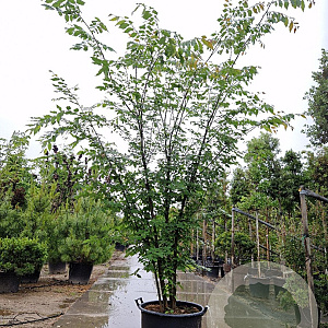 Zelkova serrata 200-250 cm container meerstammig extra