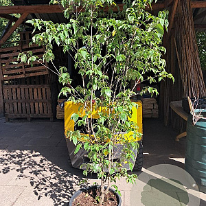 Cornus kousa chinensis 175-200 cm container meerstammig