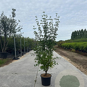 Cornus mas 150-175 cm 20L meerstammig