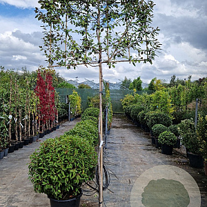 Elaeagnus ebbingei 6-8 cm container 200 cm stam leiboom