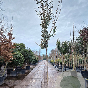 Elaeagnus ebbingei 160 cm stam container 6-8