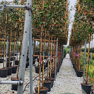 Elaeagnus ebbingei 6-8 HO container 180 cm stam lei 120x120